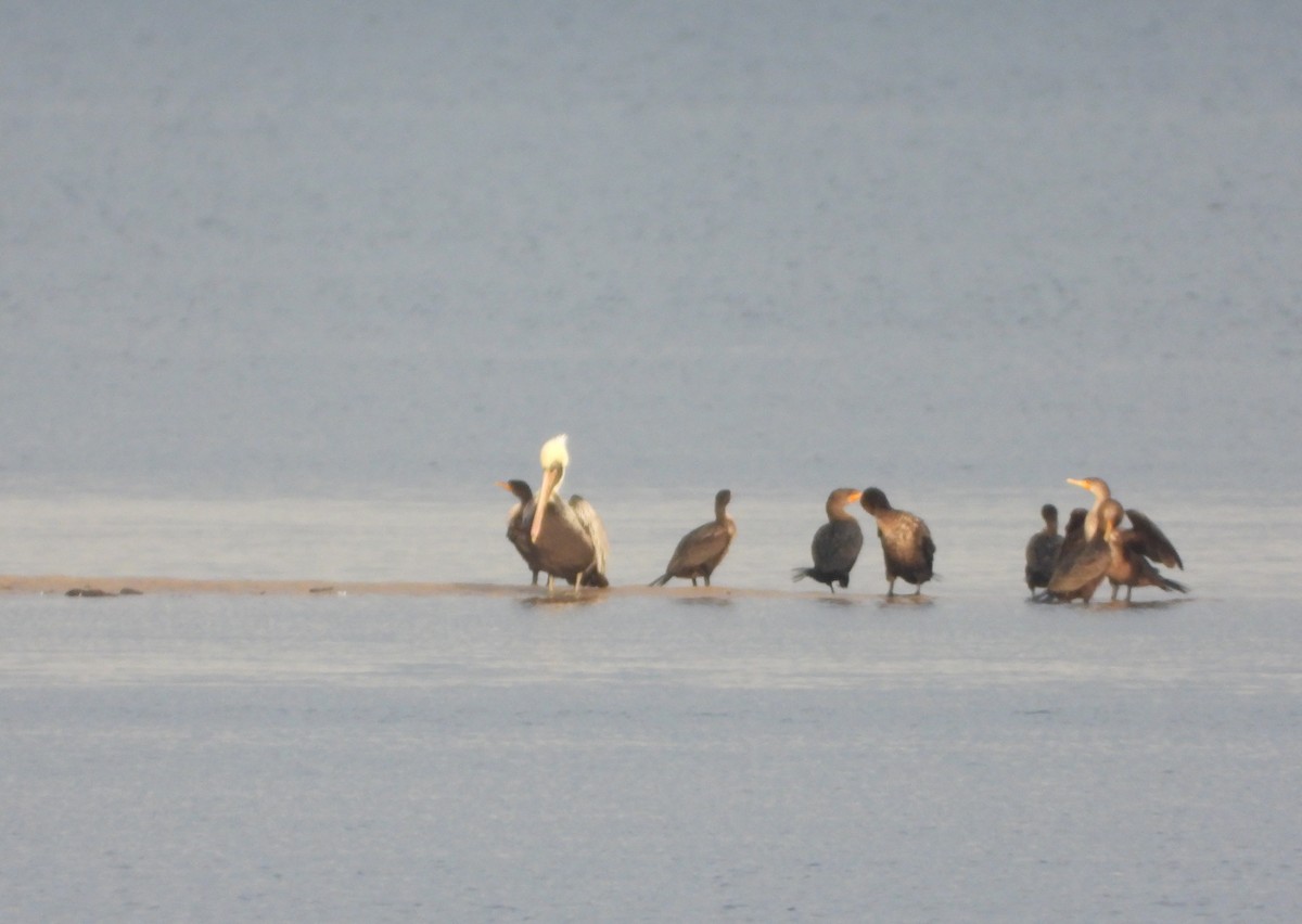 Double-crested Cormorant - ML647687823