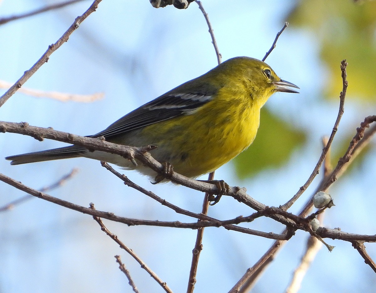 Pine Warbler - ML647687842