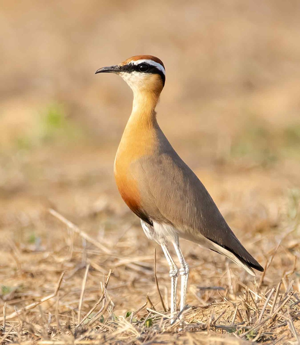 Indian Courser - ML647687844