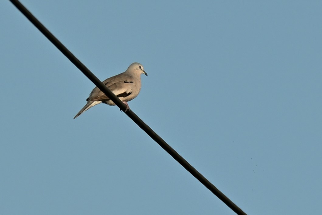 Picui Ground Dove - ML647687845
