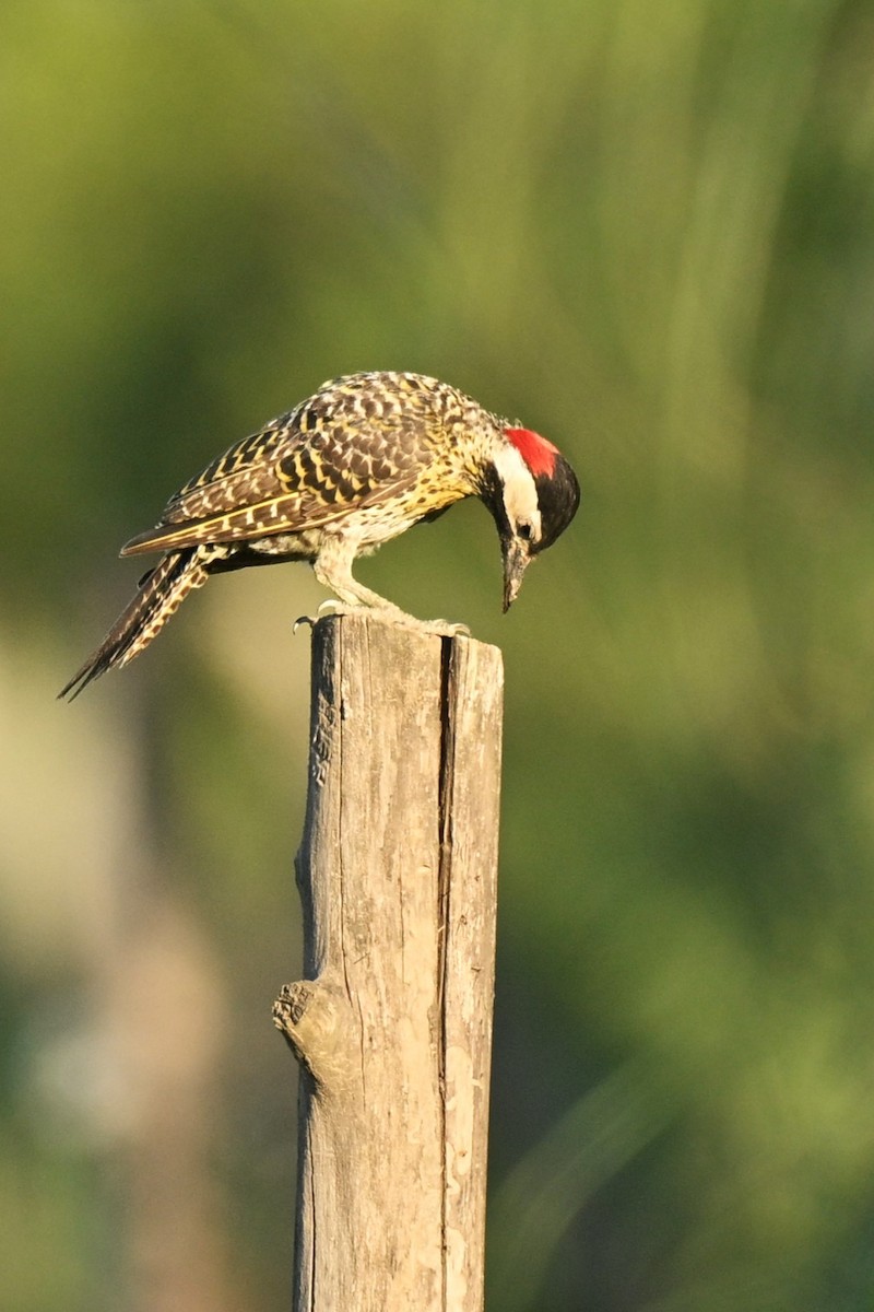 Черноусый дятел - ML647687860