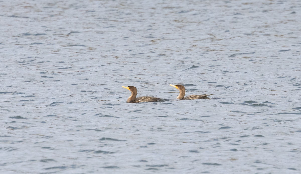 Double-crested Cormorant - ML647687875