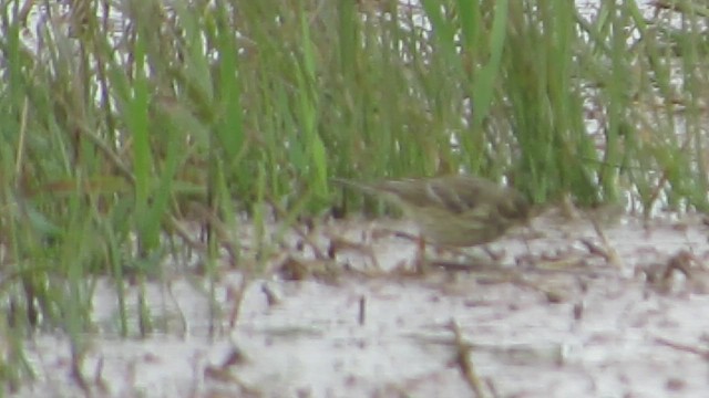 Western Yellow Wagtail - ML647687880