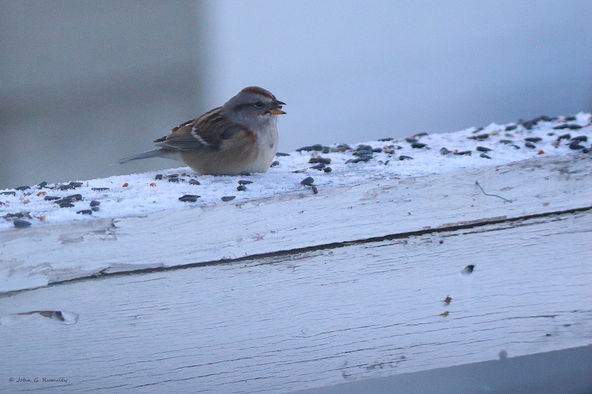 American Tree Sparrow - ML647687882