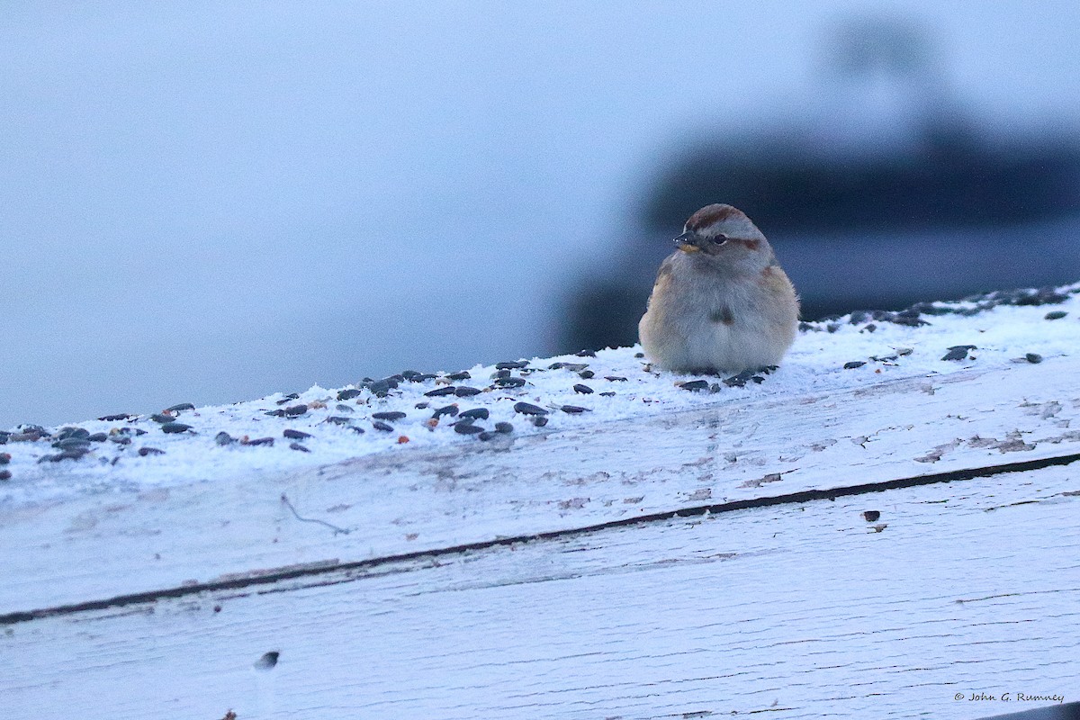 American Tree Sparrow - ML647687884