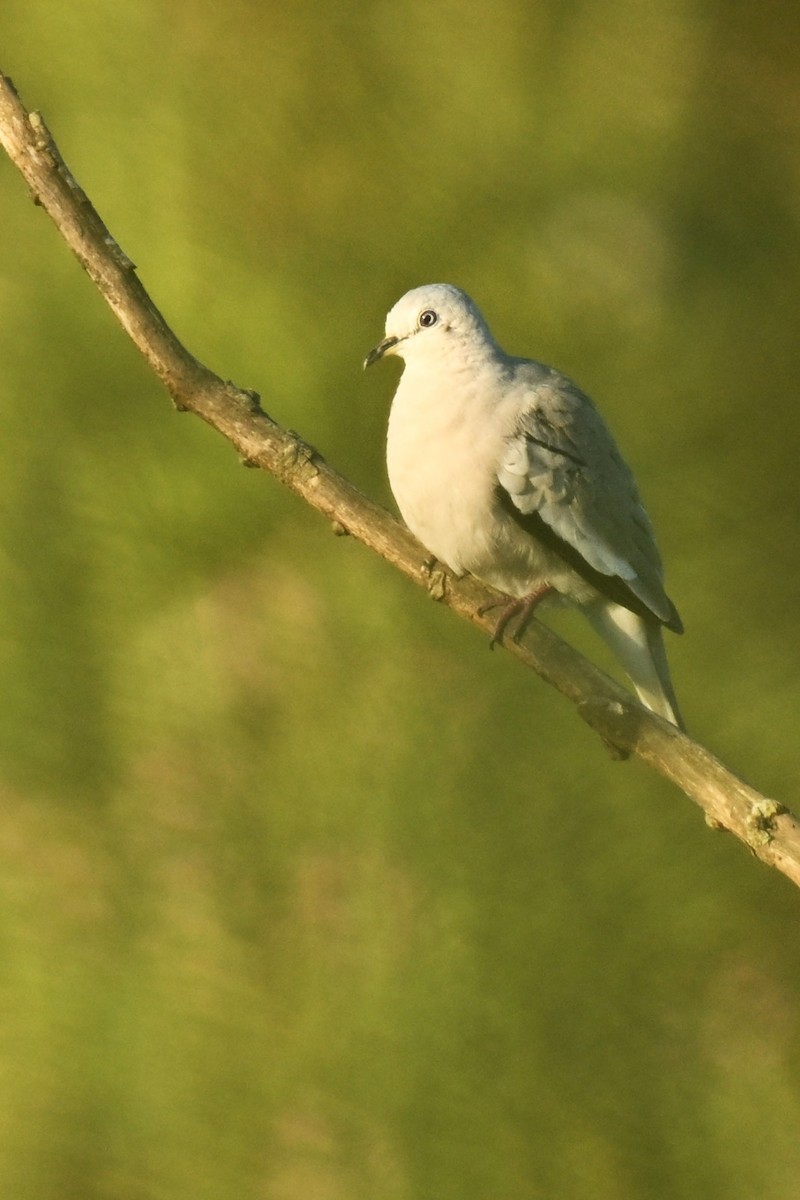 Picui Ground Dove - ML647687889