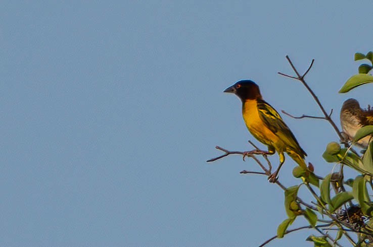 Black-headed Weaver - ML647687891