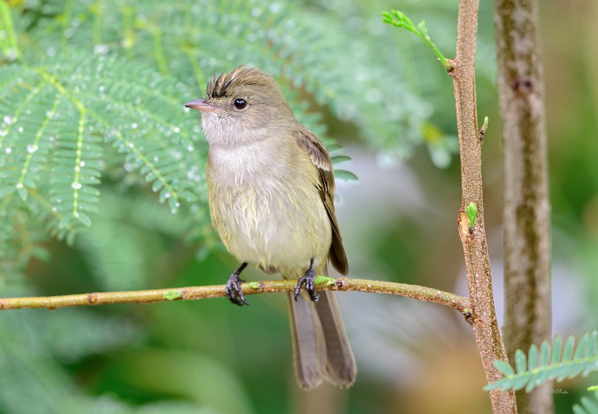 Caribbean Elaenia (Caribbean) - ML647687892