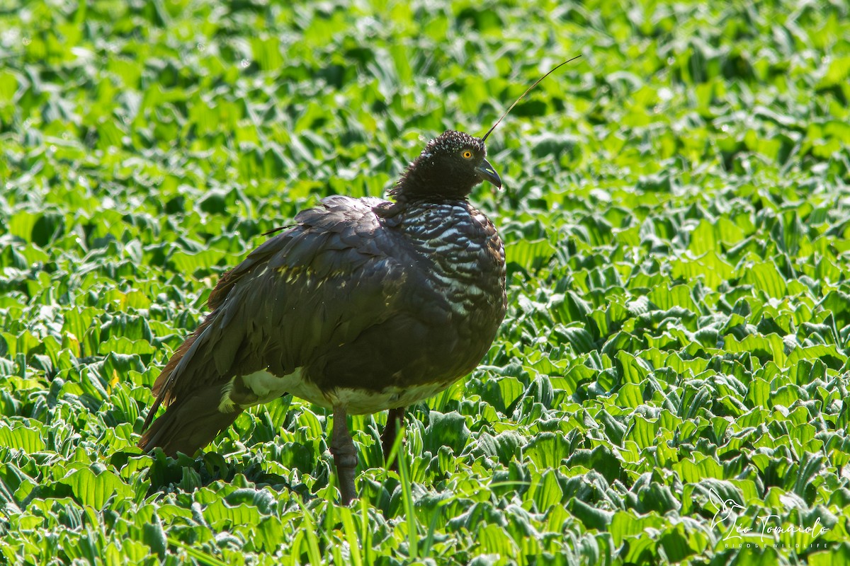 Chajá Añuma - ML647687894