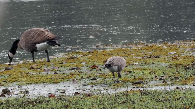 Cackling Goose - ML647687900