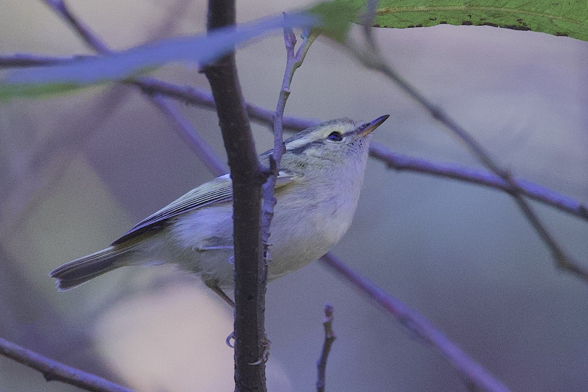 Lemon-rumped Warbler - ML647687902