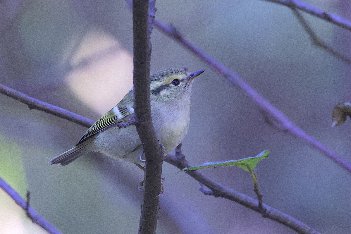 Lemon-rumped Warbler - ML647687903