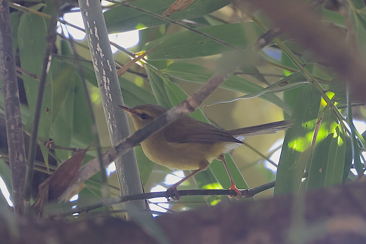 Aberrant Bush Warbler - ML647687919