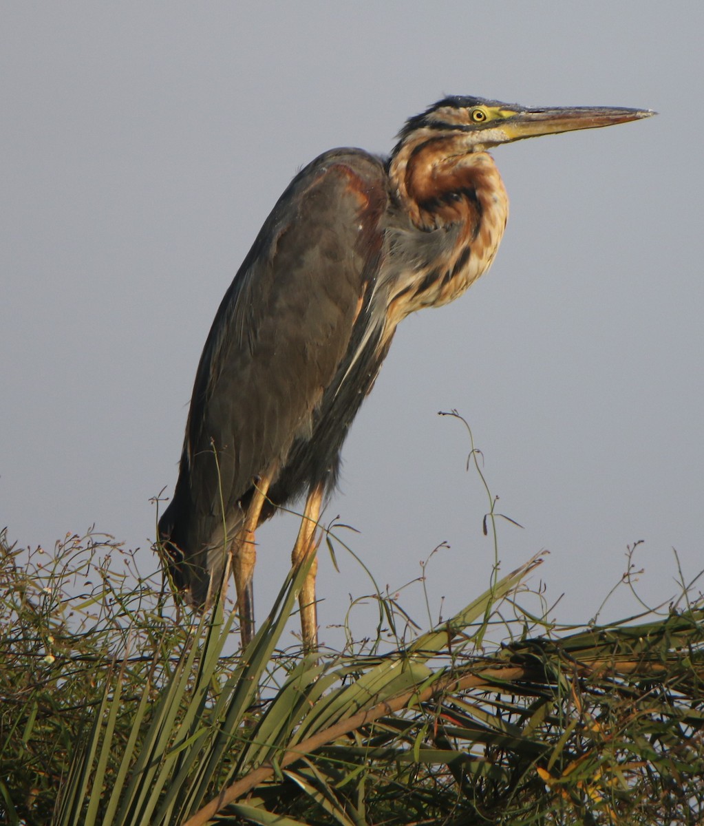 Рыжая цапля - ML647687925