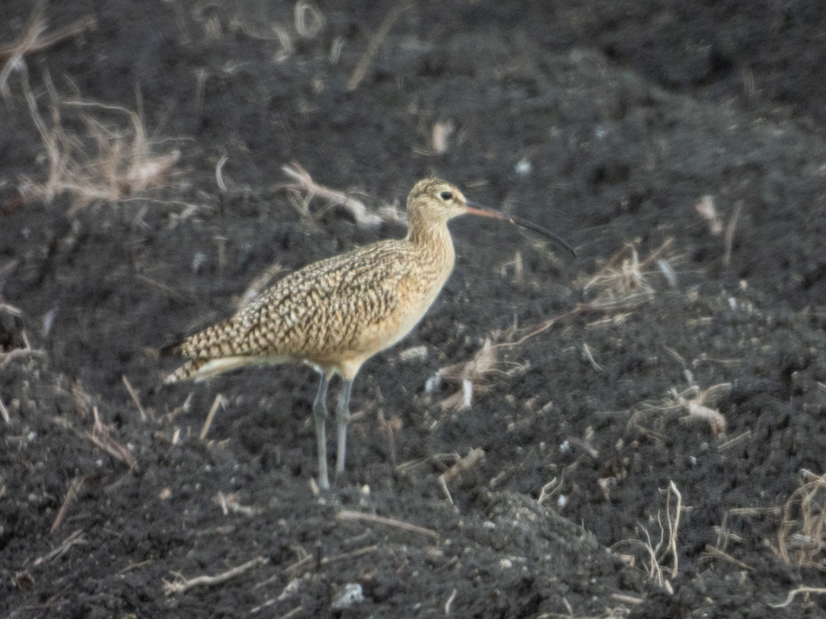 Американский кроншнеп - ML647687928