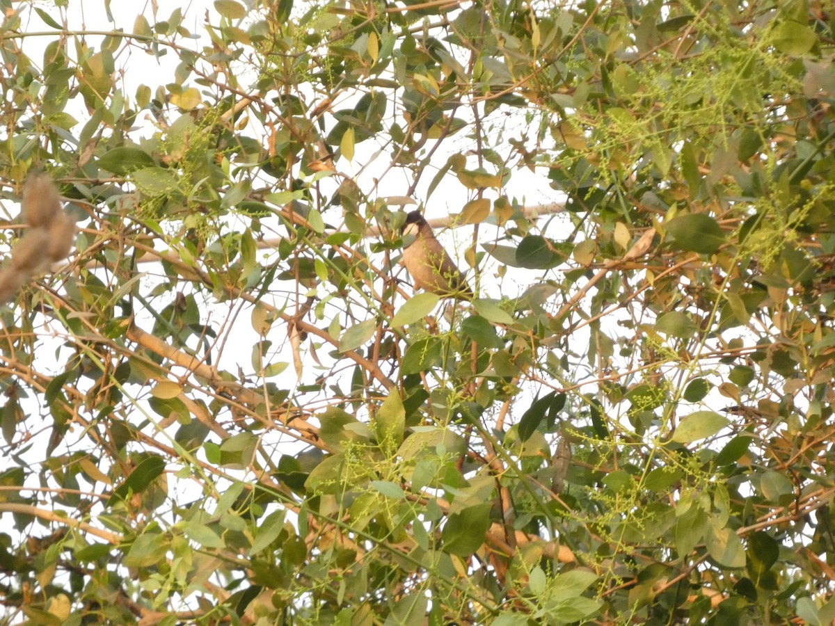 Белоухий бюльбюль - ML647687933