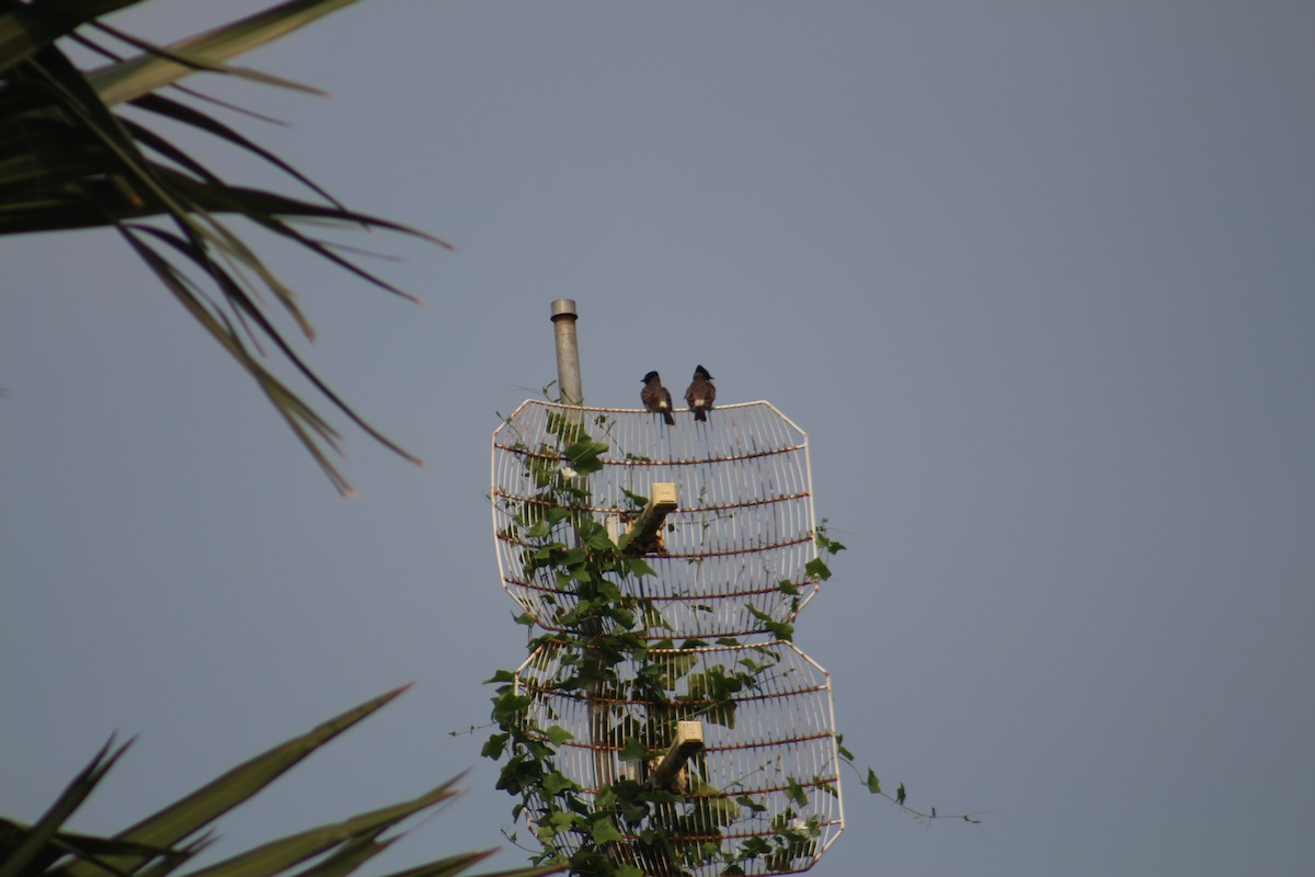 Красногузый бюльбюль - ML647687934