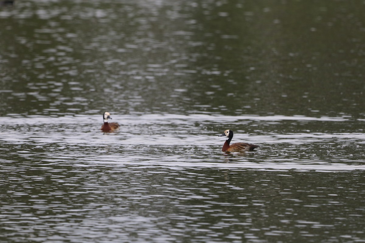 Белолицая древесная утка - ML647687935