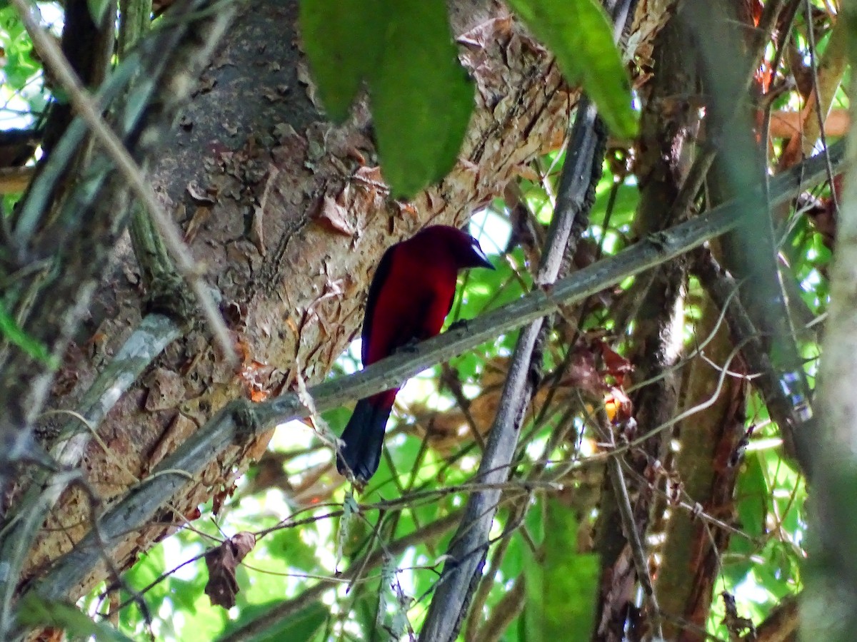 Колумбийский сереброклюв - ML647687936