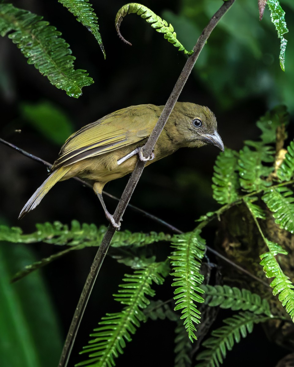 Хохлатая пенелопа - ML647687939