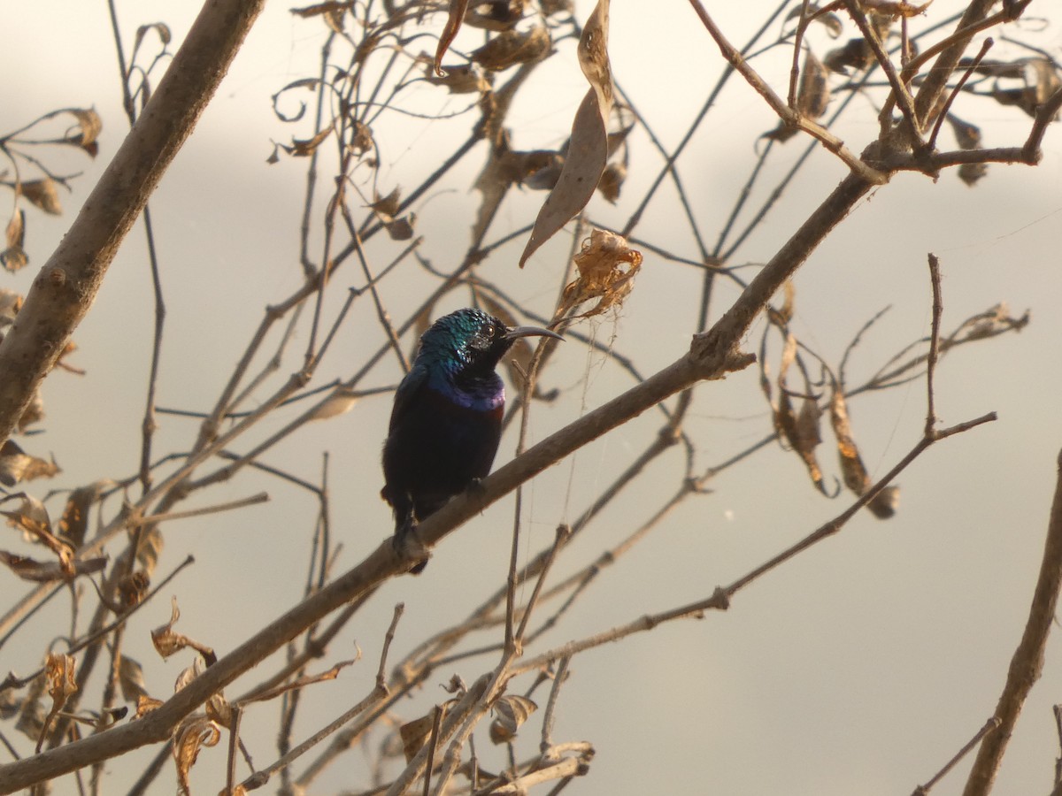 Атласная нектарница - ML647687940