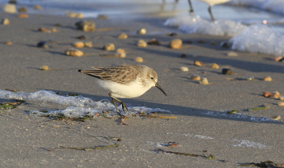 Перепончатопалый песочник - ML647687941