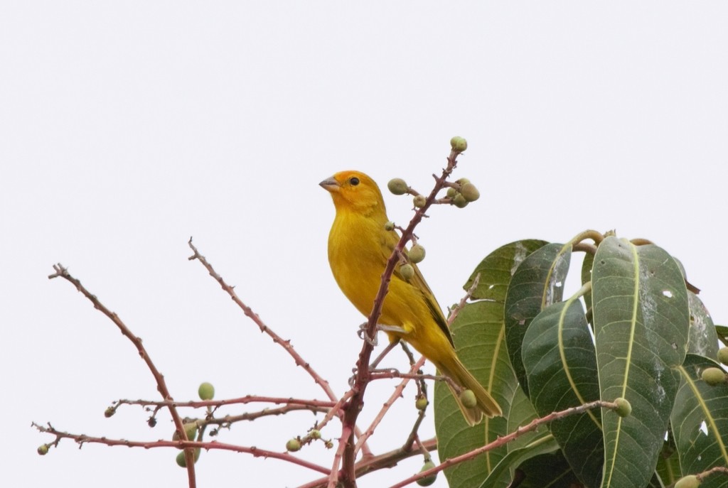 Бразильский стриж - ML647687942