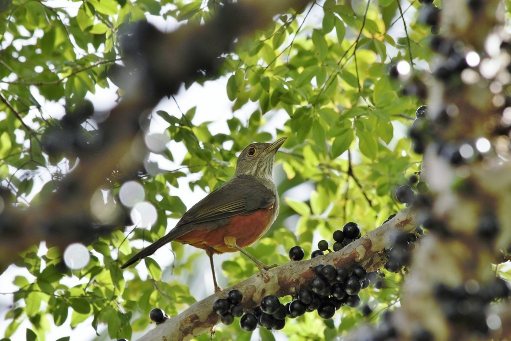 Бразильский стриж - ML647687945