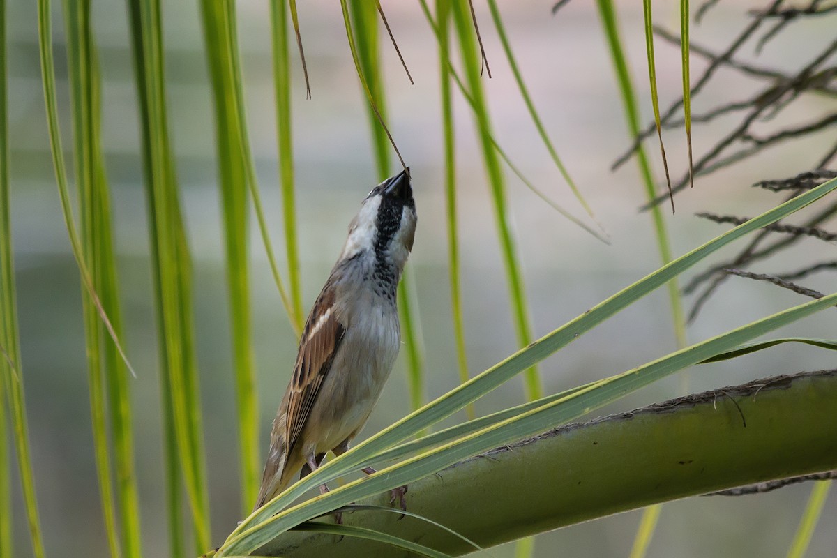 Бразильский стриж - ML647687947