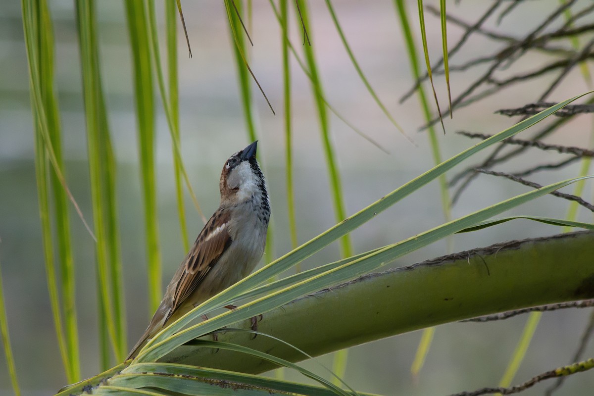 Бразильский стриж - ML647687948