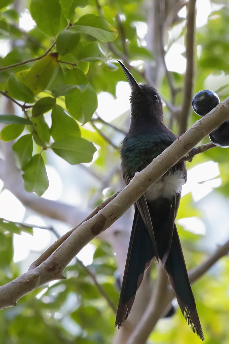 Бразильский стриж - ML647687949