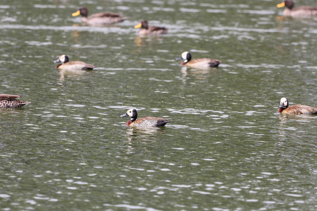 Белолицая древесная утка - ML647687951