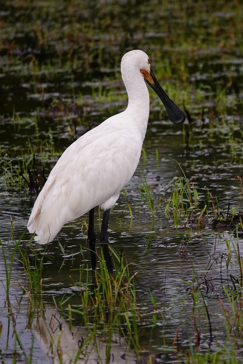 Колпица - ML647687954