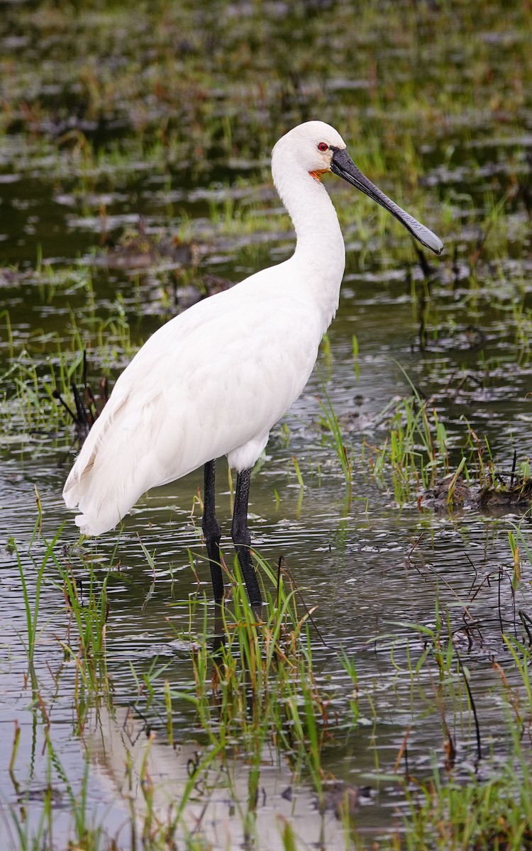 Колпица - ML647687955