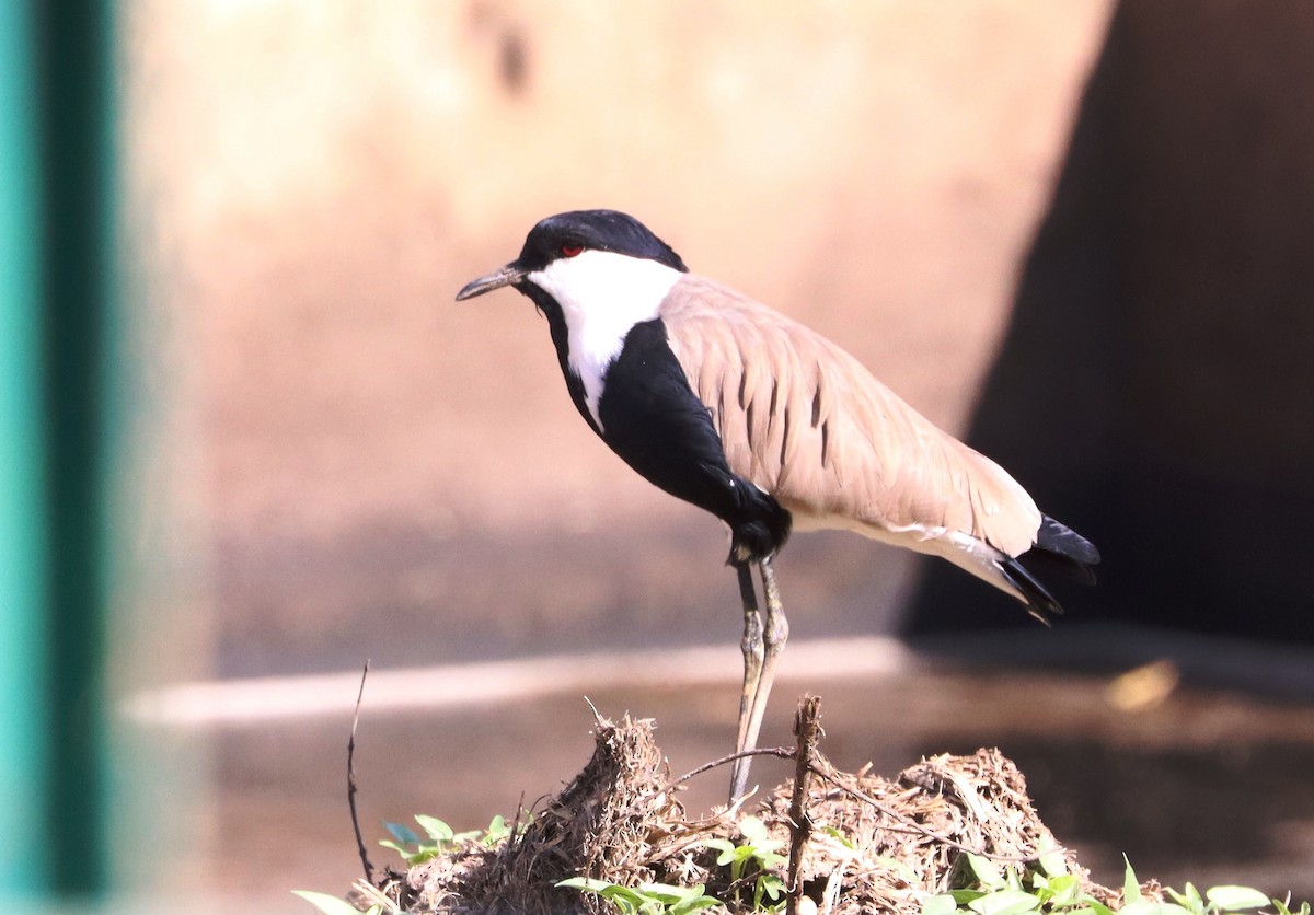 Шпорцевый чибис - ML647687956