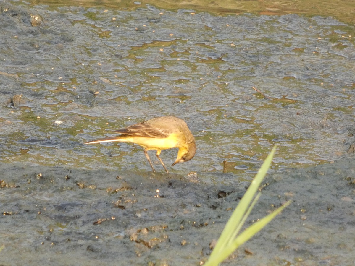 Жёлтая трясогузка - ML647687957