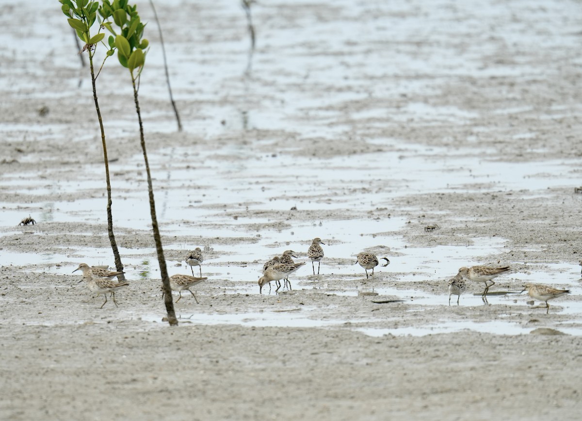 Острохвостый песочник - ML647687958