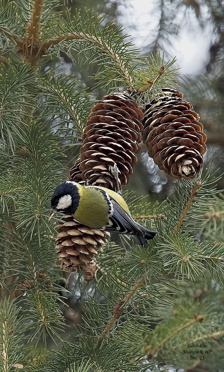 Зеленоспинная синица - ML647687959