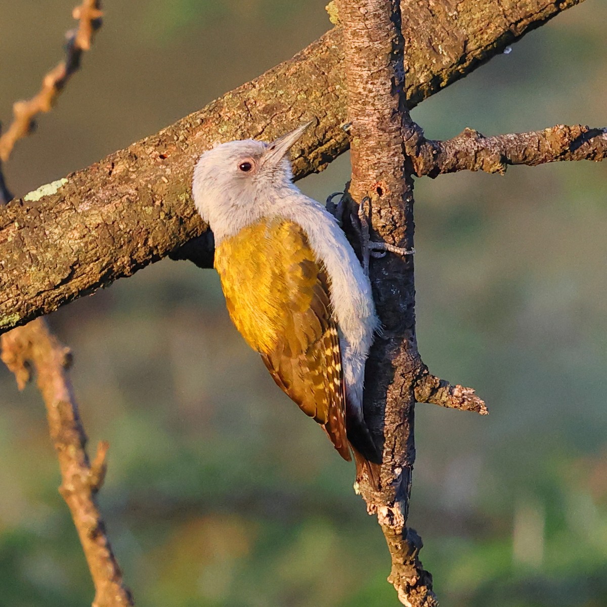 Пепельноголовый дятел - ML647687960