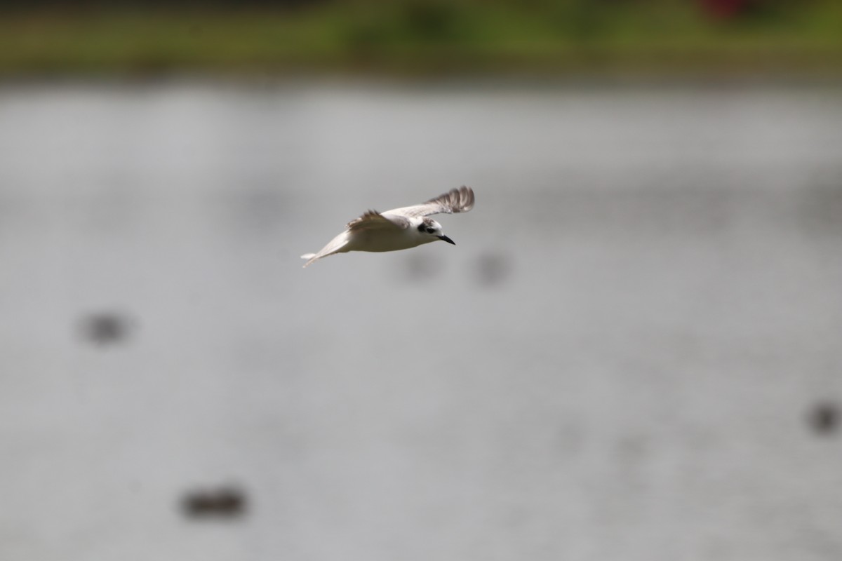 Белокрылая крачка - ML647687961