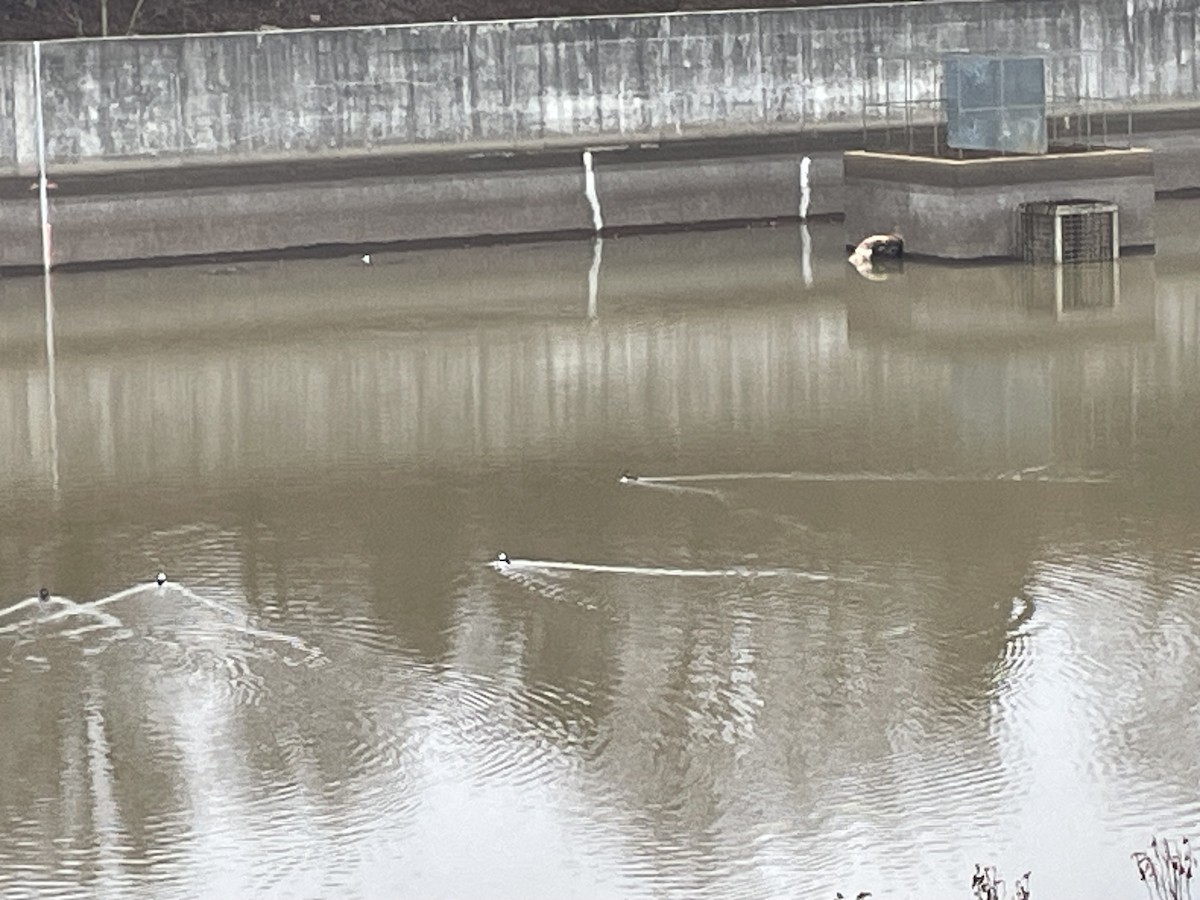 Гоголь-головастик - ML647687963