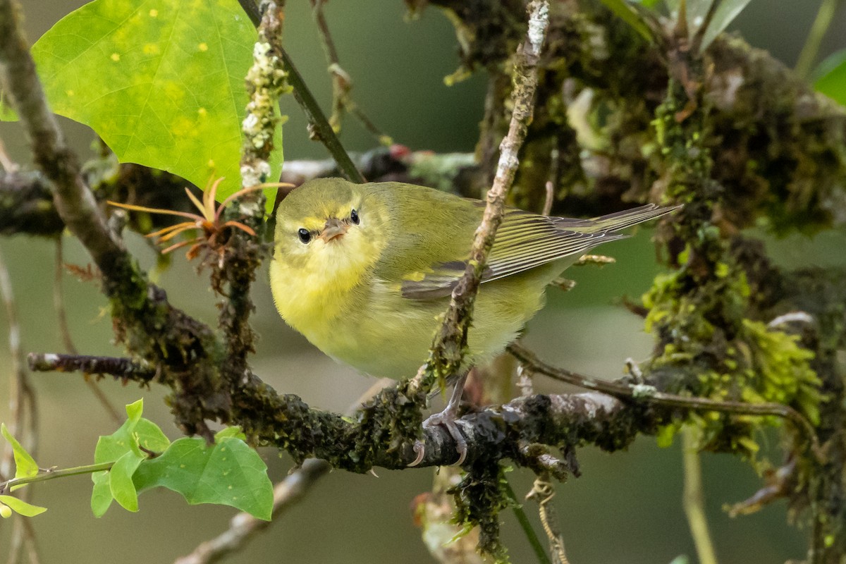 Tennessee Warbler - ML647687980