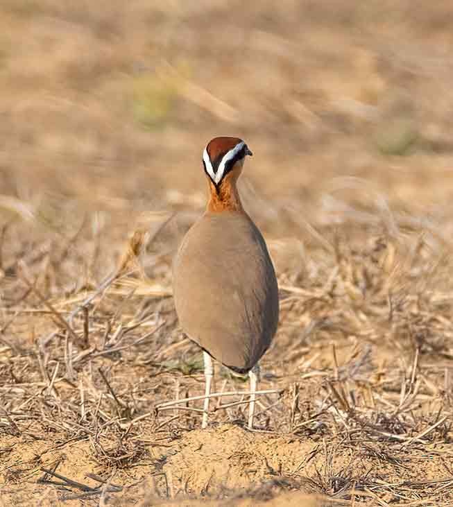 Indian Courser - ML647687981