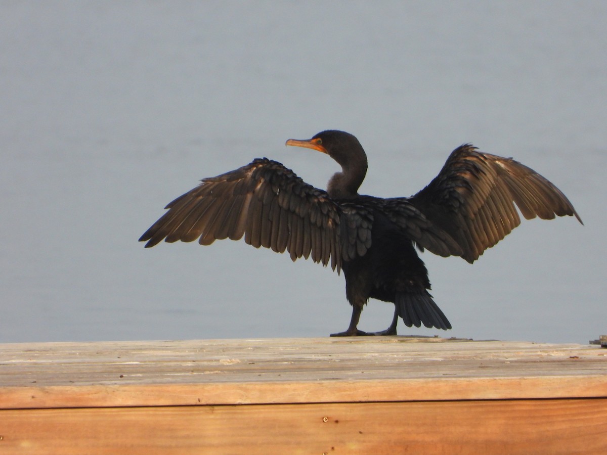 Double-crested Cormorant - ML647687994