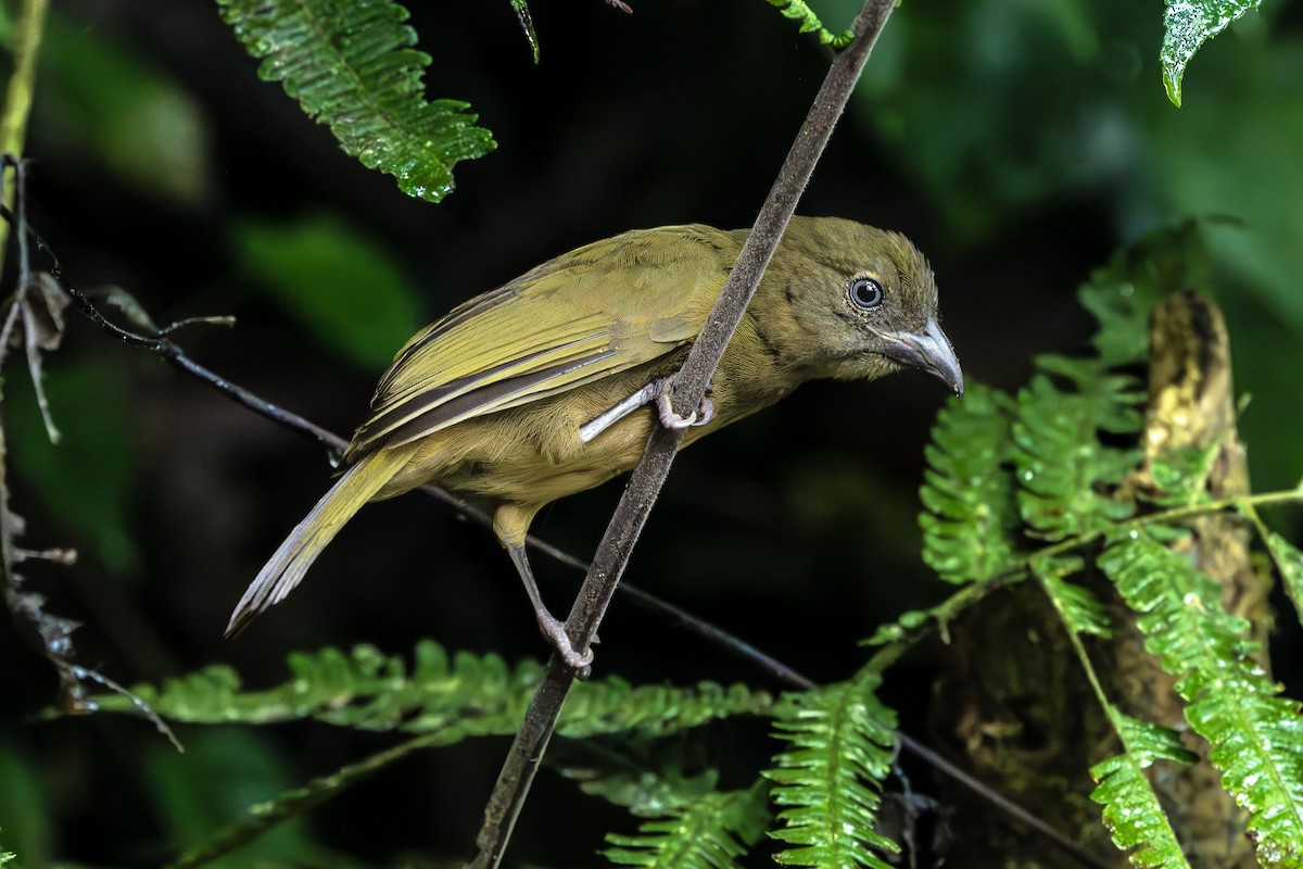 Ґваяберо вохристоволий - ML647688009