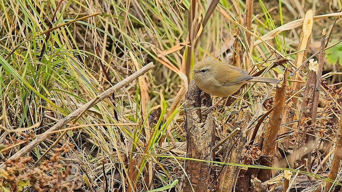 Bergseidensänger - ML647688021