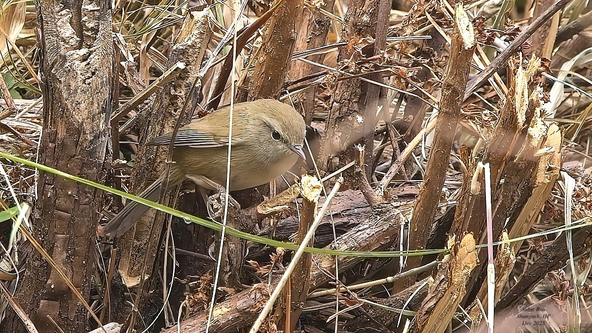 Bergseidensänger - ML647688022