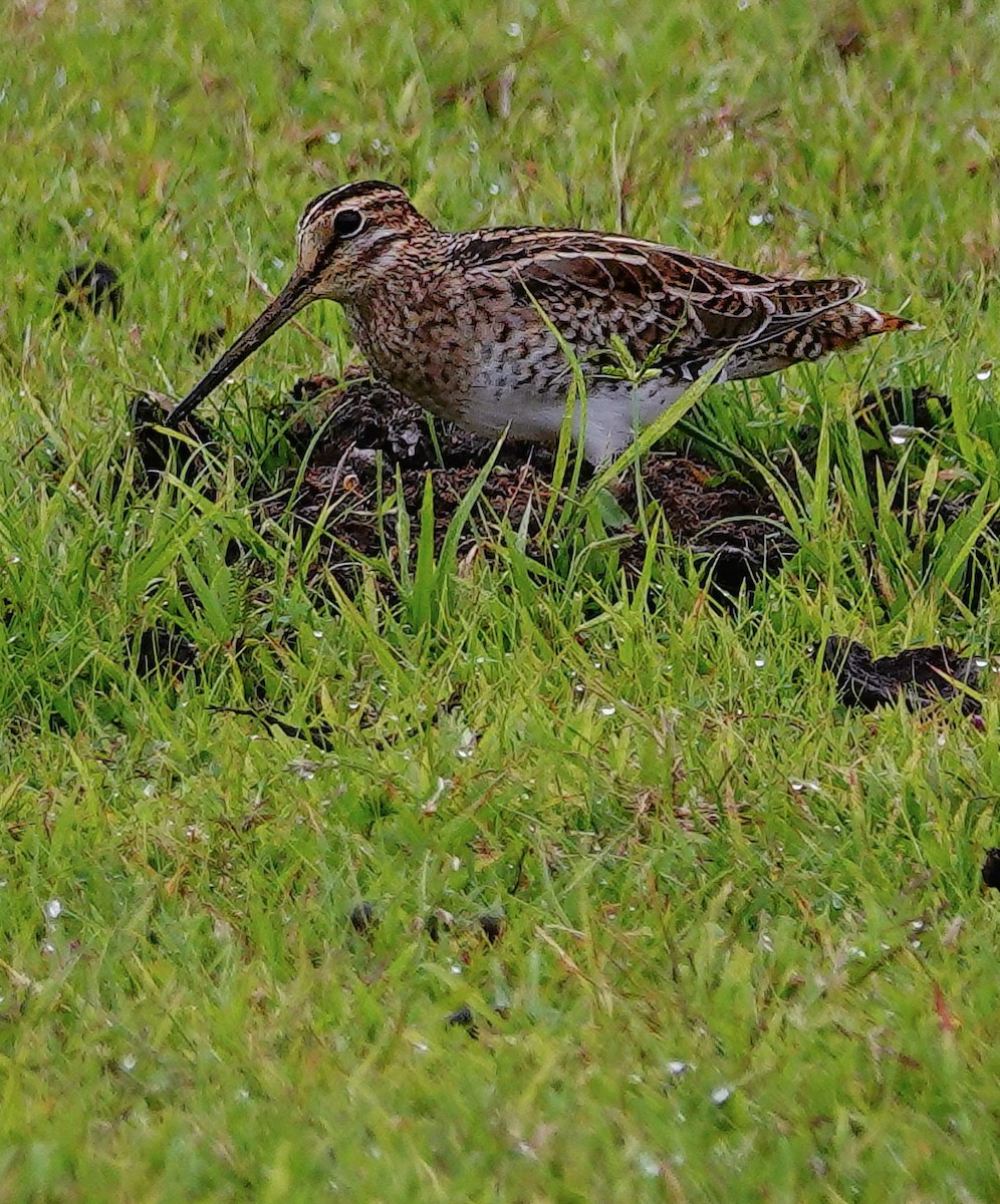 Sibirya Suçulluğu - ML647688030