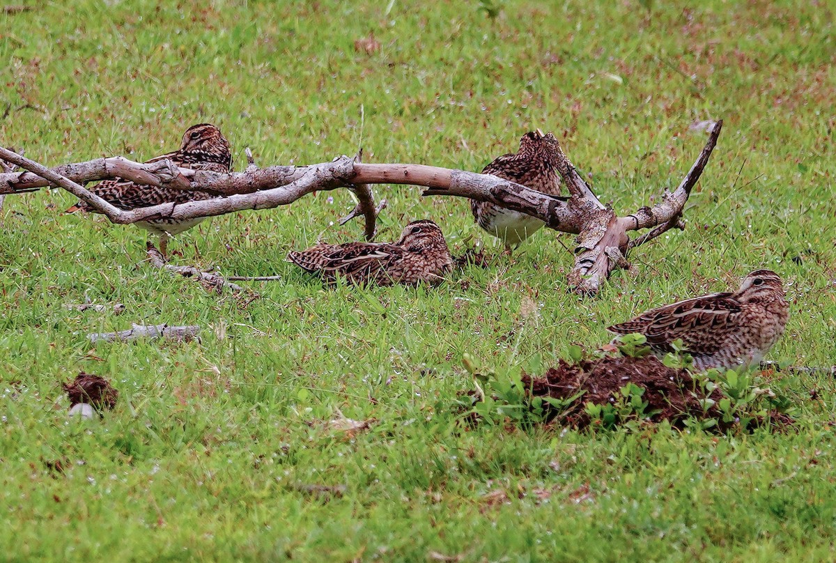 Sibirya Suçulluğu - ML647688033