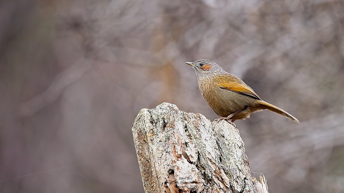 Streaked Laughingthrush - ML647688038